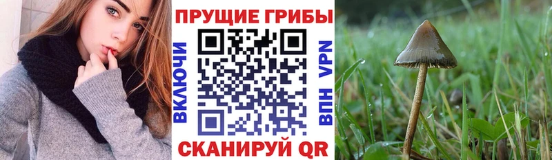 omg как войти  Гурьевск  Галлюциногенные грибы ЛСД 